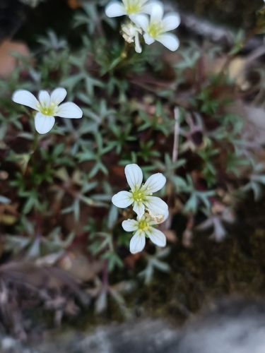 Saxifraga fragilis, photograph 2