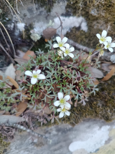 Saxifraga fragilis, photograph 3