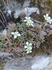 Saxifraga fragilis, photograph author not stated, no rights reserved