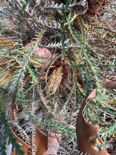 Banksia arctotidis (Banksia arctotidis)