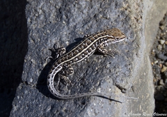 Liolaemus hermannunezi