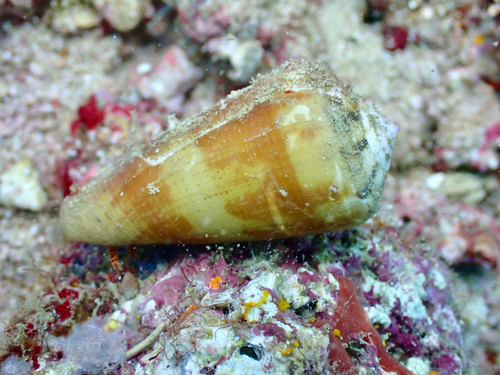 Conus magus observed 2026-03-02