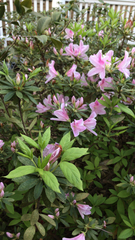 Rhododendron