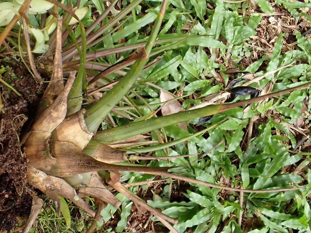 Wallisia anceps; photograph author not stated, no rights reserved