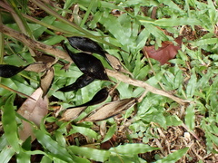 author not stated, no rights reserved Wallisia anceps, photograph author not stated, no rights reserved