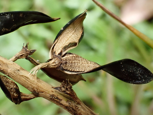 Wallisia anceps, photograph 4