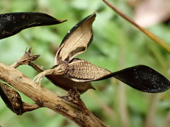 author not stated, no rights reserved Wallisia anceps, photograph author not stated, no rights reserved