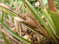 author not stated, no rights reserved Wallisia anceps, photograph author not stated, no rights reserved