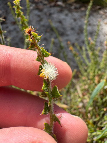 Two-flowered Acacia (Acacia biflora)