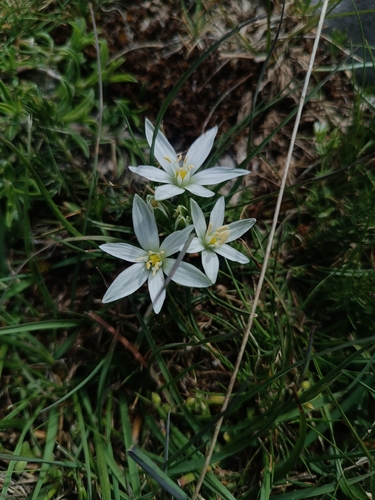 Ornithogalum orthophyllum (Ornithogalum orthophyllum)