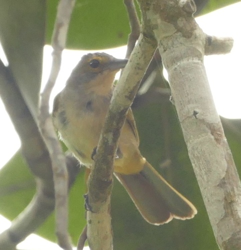 Fulvous-crested Tanager (Tachyphonus surinamus)