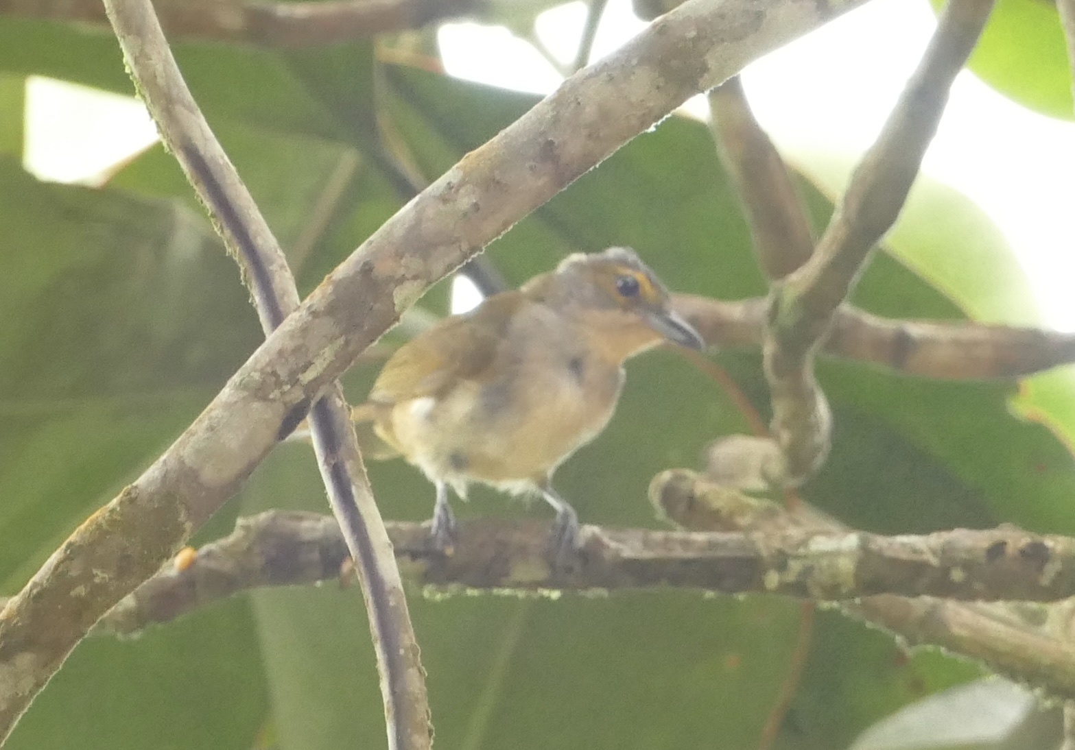 Fulvous-crested Tanager (Tachyphonus surinamus), photo 2