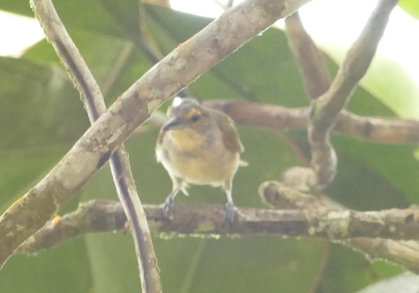 Fulvous-crested Tanager (Tachyphonus surinamus), photo 8