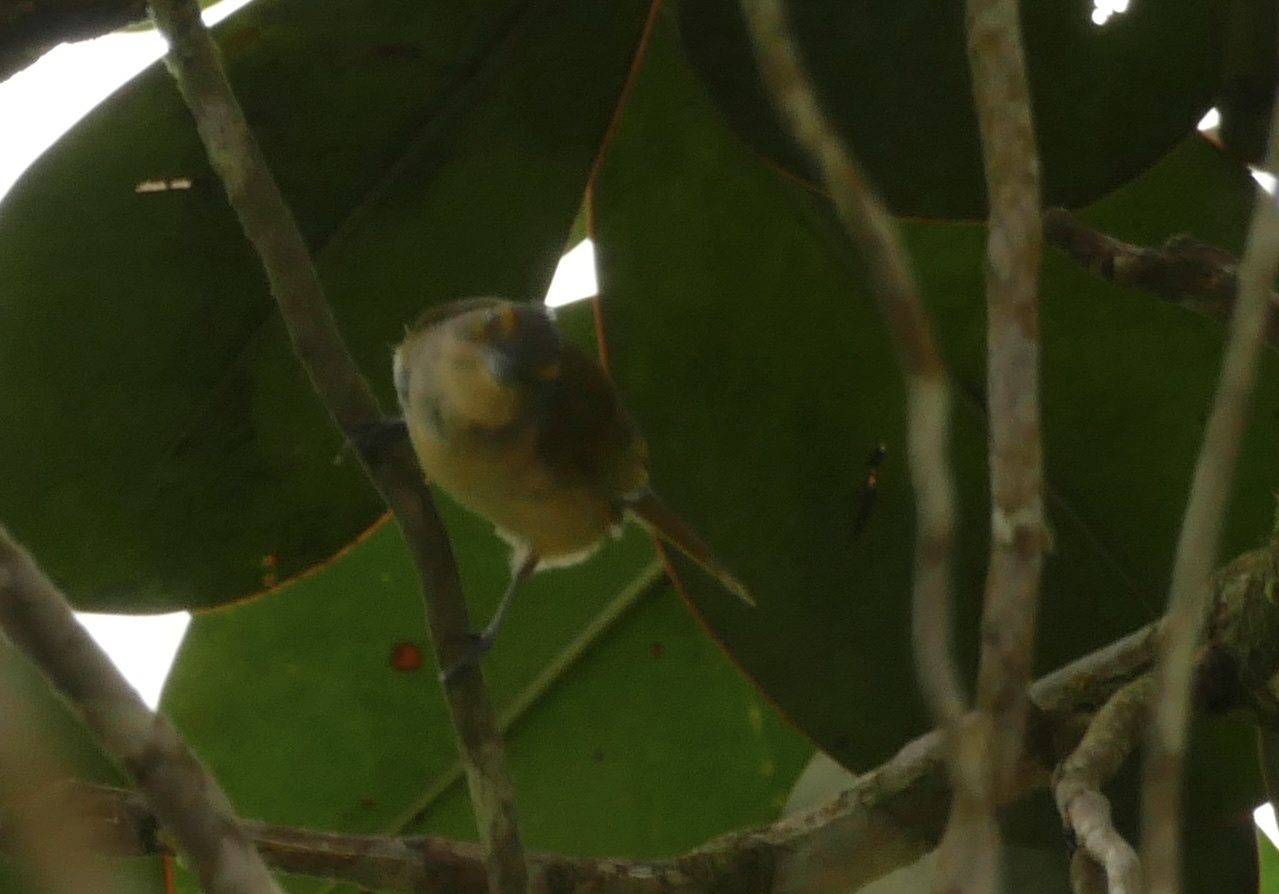 Fulvous-crested Tanager (Tachyphonus surinamus), photo 9