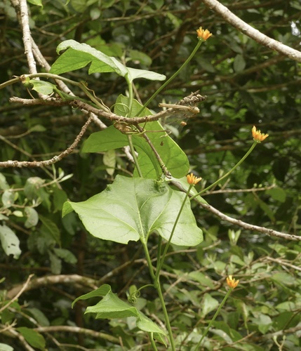 Foto de Gurania lobata