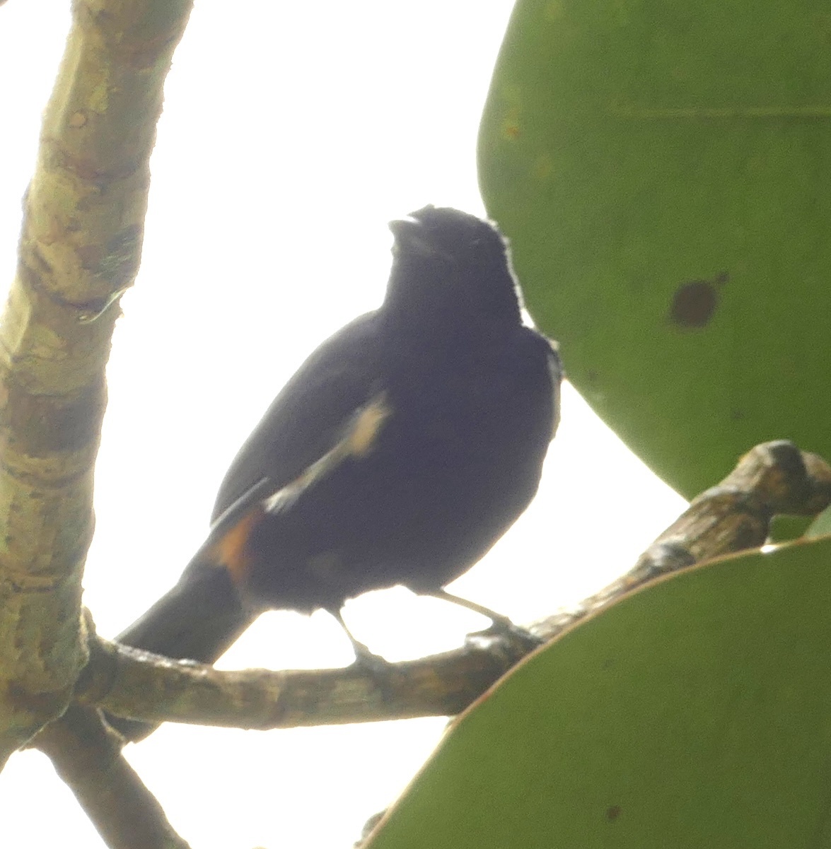 Fulvous-crested Tanager (Tachyphonus surinamus), photo 10