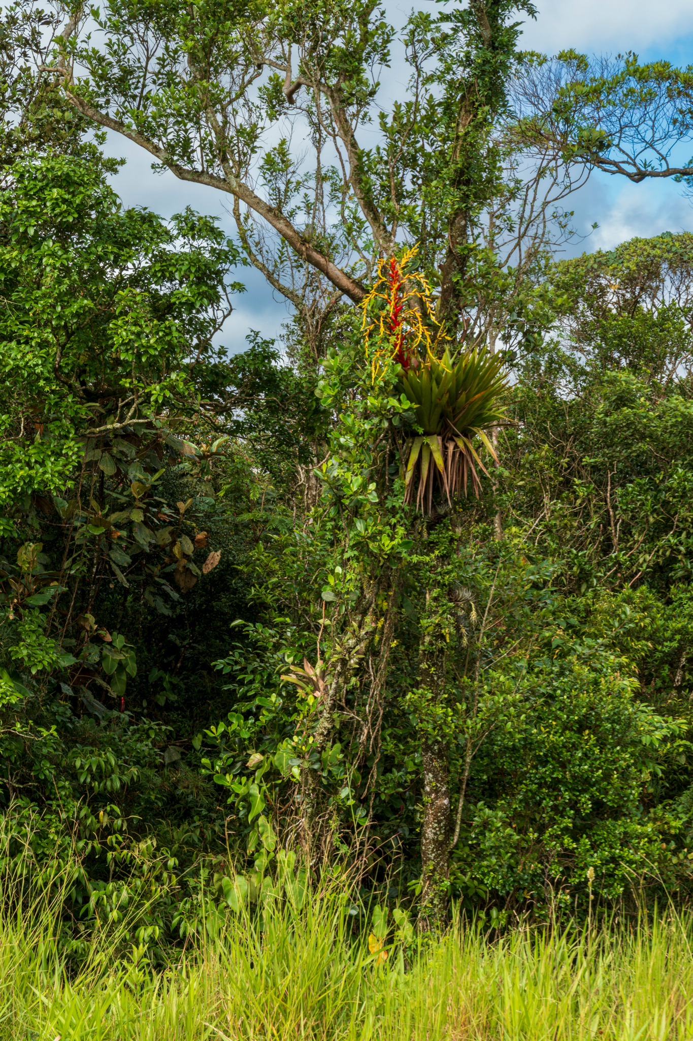 Vriesea altodaserrae