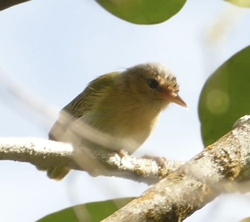 Buff-cheeked Greenlet (Pachysylvia muscicapina)