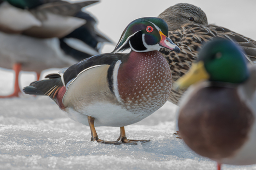 Wood Duck