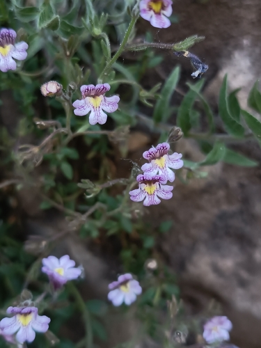 Malling Toadflax (Chaenorhinum origanifolium)