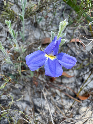 Hoary Goodenia (Goodenia incana)