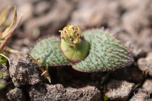 Massonia wittebergensis
