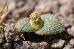 Massonia wittebergensis
