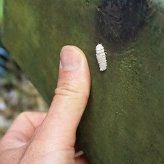 Coelostomidia
