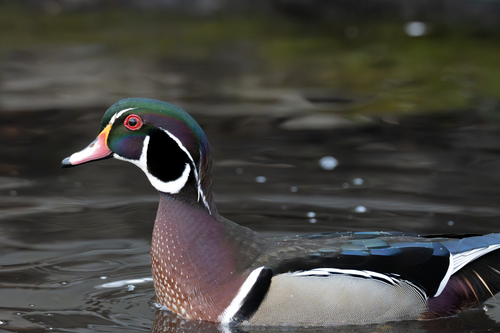 Wood Duck