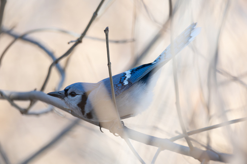 Blue Jay