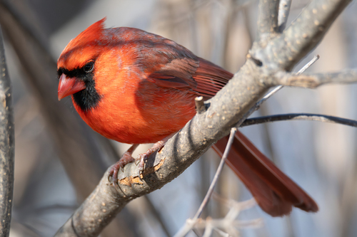 Northern Cardinal