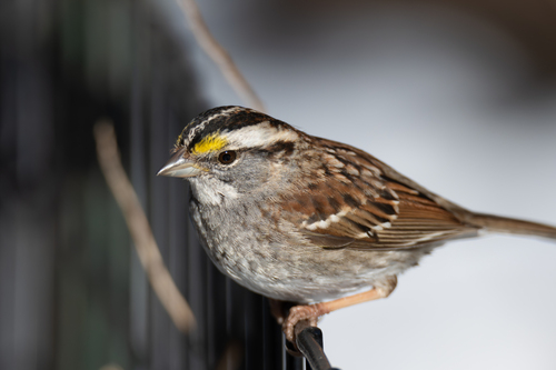 White-throated Sparrow