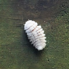Coelostomidia