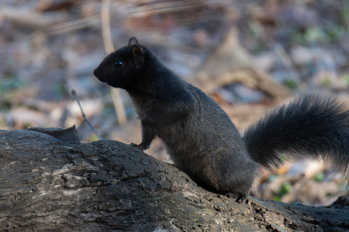 Eastern Gray Squirrel
