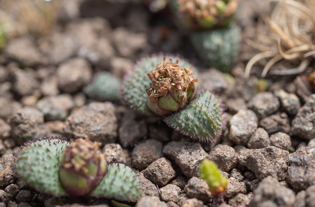 Massonia wittebergensis, Joe Gqabi District Municipality, South Africa