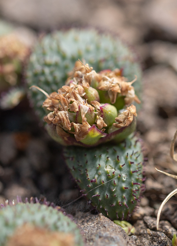 Massonia wittebergensis