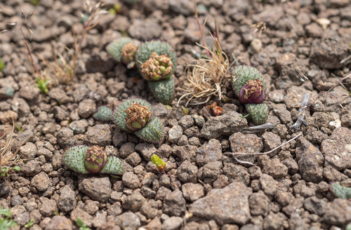Massonia wittebergensis