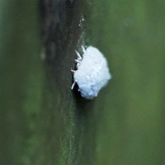 Coelostomidia