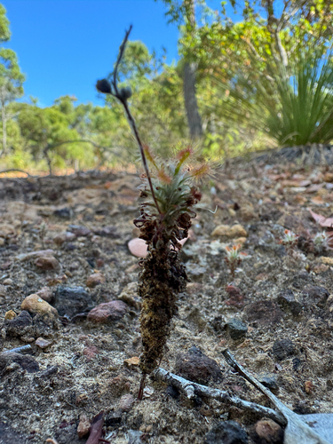Drosera lasiantha