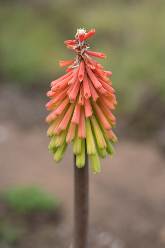 Uleaf Poker (Kniphofia stricta)