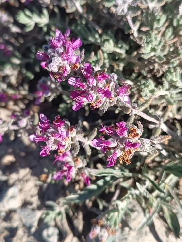 Iberian pindi koora (Teucrium gnaphalodes)