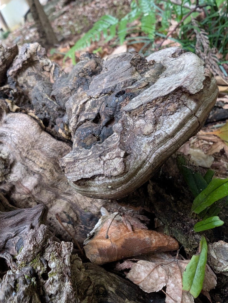 Ganoderma applanatum · February 2026 · photo: © atsushi_nakajima_cirque (iNaturalist, cc-by)