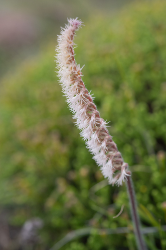 Brush Hair Orchid (Holothrix scopularia)