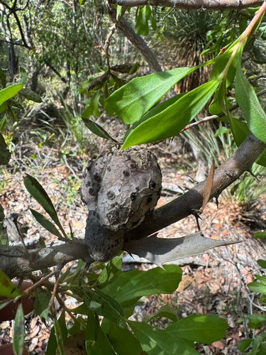 Hakea florida, photograph 6