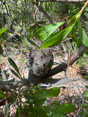 Hakea florida, photograph Tyler Anthony, CC BY, iNaturalist via GBIF