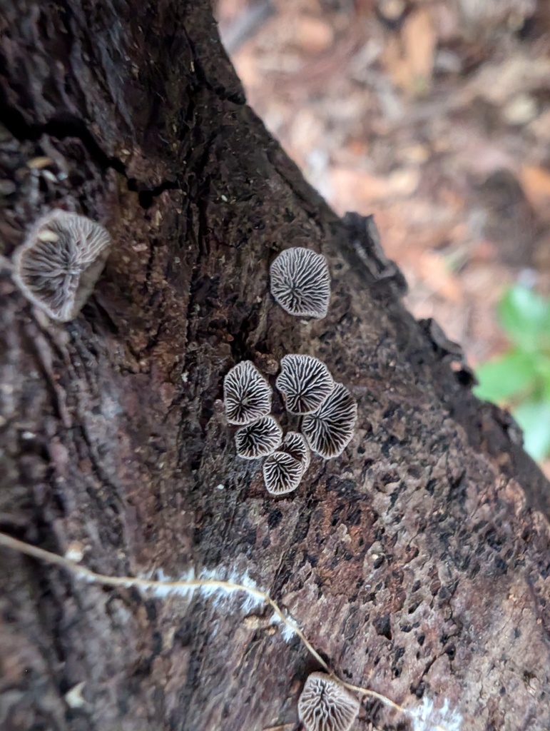 Resupinatus applicatus · February 2026 · photo: © atsushi_nakajima_cirque (iNaturalist, cc-by)