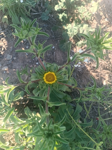 Golden-star (Asteriscus aquaticus)