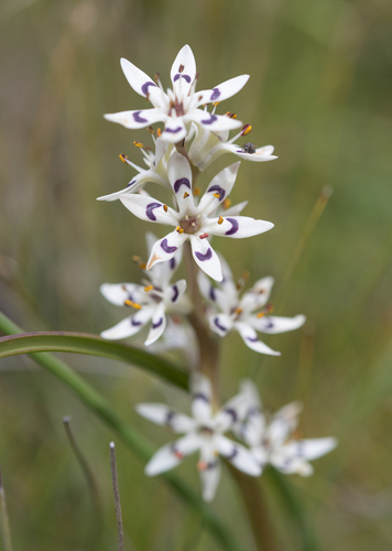 Pepper-and-salt flower (Wurmbea elatior)