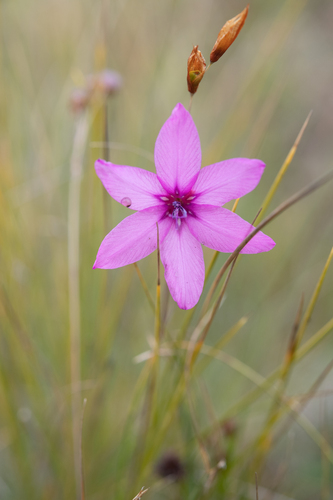Dierama pauciflorum