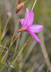 Dierama pauciflorum, photograph (c) Morten Ross, some rights reserved (CC BY)
